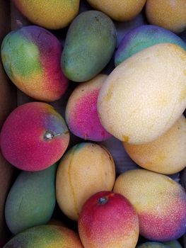 Pile of Sun-kissed Hayden Mango's in box Honolulu, Hawaii.  
       