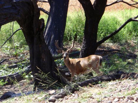 Black-tailed Deer among the trees on Angel Island in San Francisco bay.