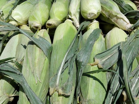 Rows of Ears of Corn on display at a street fair in San Francisco.