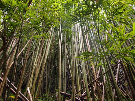 Thick Bamboo forest on Tantalus mountain on the island of Oahu.