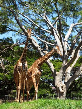 Two giraffe walks in the grass at the Honolulu Zoo.