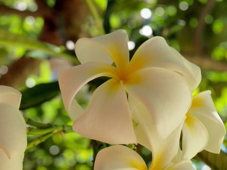 Plumeria Flowers close-up.  Plumeria is a genus of flowering plants in the dogbane family, Apocynaceae. Most species are deciduous shrubs or small trees.
