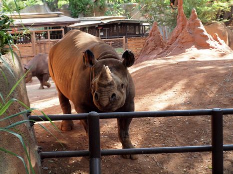 Honolulu -  September 1, 2010: Rhino stands behind fenced at the Honolulu Zoo.
