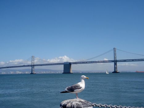 Seagull bird rests on piller in front of the Bay Bridge in San Francisco.