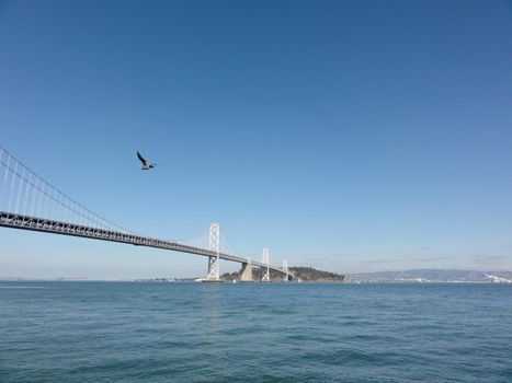 Seagull flies in front of San Francisco side of Bay Bridgewith Oakland in the distance on a clear day.