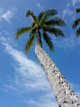 Coconut Tree and Blue Sky with Clouds in Diamond Head, Honolulu, Hawaii.