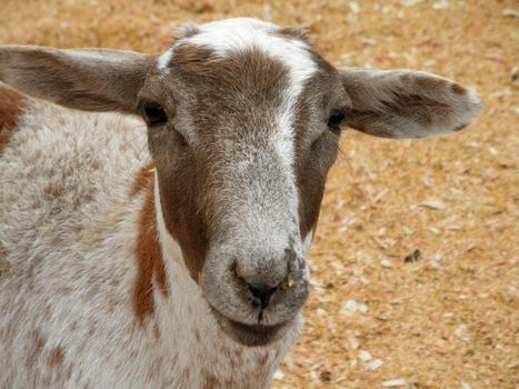 Close-up of Goat with white coat and brown spots at a Petting Zoo.