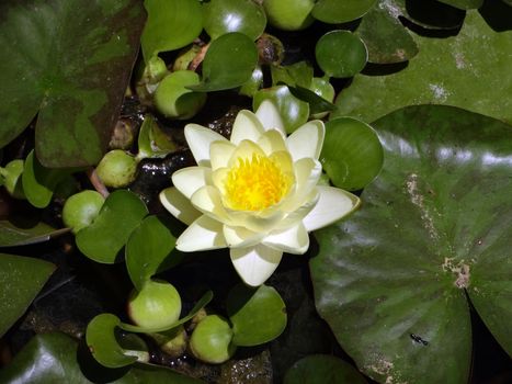 Blossoming Yellow Lotus Flower in pond of lily leafs.