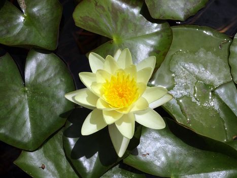 Blossoming Yellow Lotus Flower in pond of lily leafs.