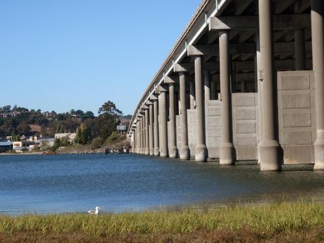 Seagull rest by the Bothin Marsh Preserve and Redwood Highway in Marin, California.