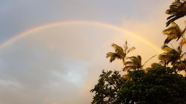 Rainbow in the sky above the trees on Honolulu, Hawaii.