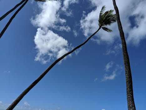 Coconut Tree and Blue Sky with Clouds in Diamond Head, Honolulu, Hawaii.