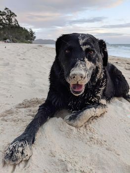 Sandy Black retriever Dog smiles and rests on beach at dawn in Waimanalo of Oahu, Hawaii.