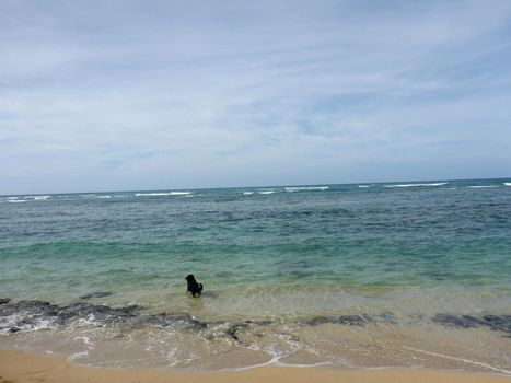 Black retriever Dog in the water at Makalei Beach  among the rocks view of Pacific ocean off coast of Oahu, Hawaii.