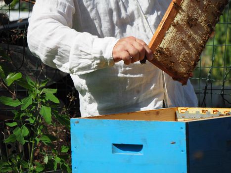 Beekeeper working with bees and beehives on the apiary. Beekeeping concept. Beekeeper harvesting honey Beekeeper on apiary.