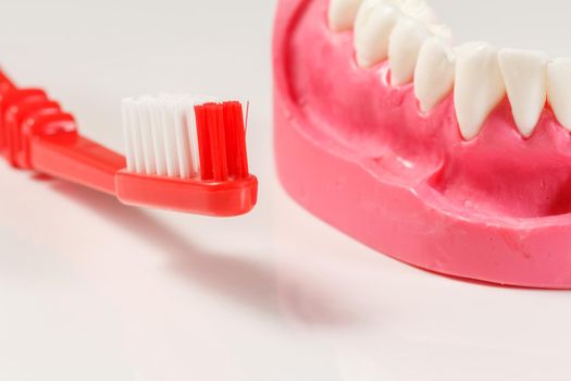 Close-up a toothbrush and a layout of the human jaw on the white background. Shallow depth of field.