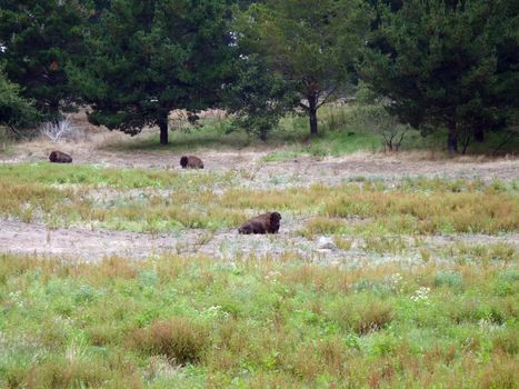 San Francisco three famous buffalo rest in a grassy field in Golden Gate Park in California.