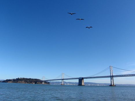 Three Seagulls fly in front of the San Francisco side of Bay Bridge with Oakland in the distance on a clear day.