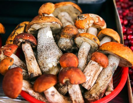 brown mushrooms in a bucket. trade in forest mushrooms.