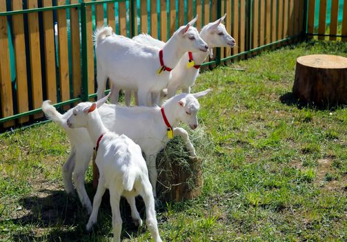 white goats frolic in the paddock on green grass