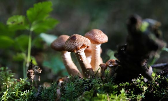 Large group of edible mushrooms from the Armillaria mellea growing on a wood stump in autumn forest.