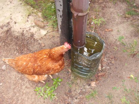 Drinking bowl for animals from rainwater collected from in the roof