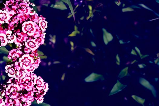 a double-flowered cultivated variety of clove pink, with gray-green leaves and showy pink, white, or red flowers.