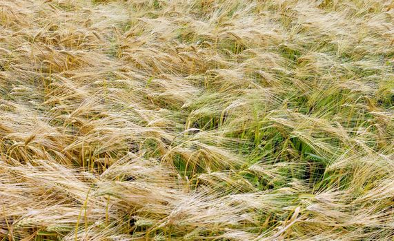 Winter barley harvest in June in the field. Lincolnshire, England, UK