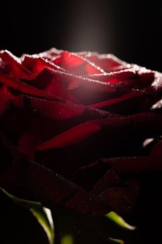 Blooming red rose bud in water drops on a black background, use as background, wallpaper, greeting card