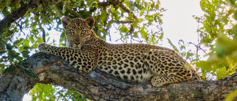 Leopard in Kruger national park South Africa. leopard or panther closeup with eye contact back profile overturn in rainy monsoon season in the green background during wildlife safari at forest bush