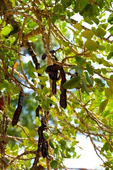Carob fruits hanging in Ceratonia Siliqua tree in the garden