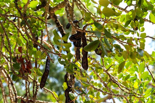 Carob fruits hanging in Ceratonia Siliqua tree in the garden