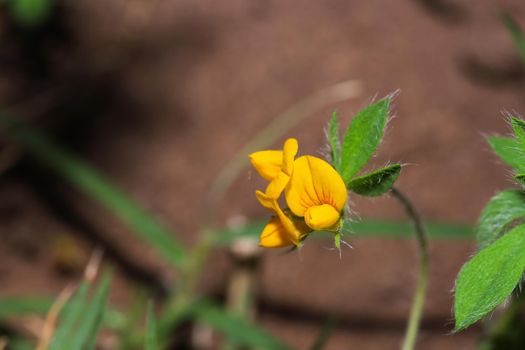 Vibrant yellow wildeklawer flowers (Crotalaria excisa) in bloom, Mossel Bay, South Africa