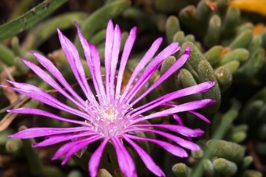 Radiant rosea ice plant (Drosanthemum floribundum) flower in bloom, Mossel Bay, South Africa