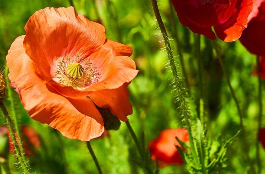 a herbaceous plant with showy flowers, milky sap, and rounded seed capsules. Many poppies contain alkaloids and are a source of drugs such as morphine and codeine. Red scarlet poppies close-up