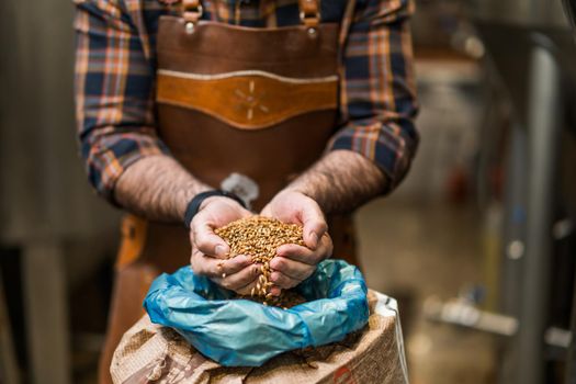 Master brewer examining the barley seeds before they enter production. Brewery technician with bag of barley in front.