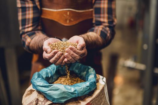 Master brewer examining the barley seeds before they enter production. Brewery technician with bag of barley in front.