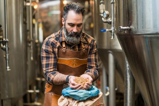 Master brewer examining the barley seeds before they enter production. Brewery technician with bag of barley in front.