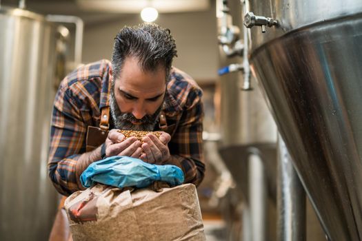 Master brewer examining the barley seeds before they enter production. Brewery technician with bag of barley in front.