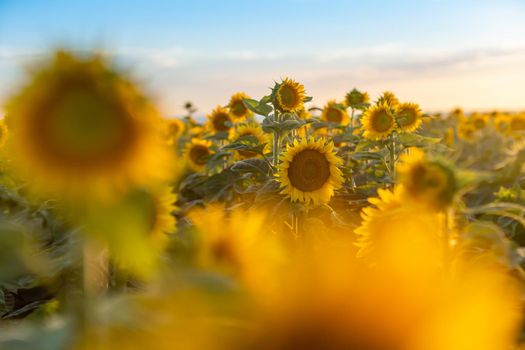 A beautiful field of sunflowers against the sky in the evening light of a summer sunset. Sunbeams through the flower field. Natural background. Copy space