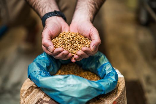 Master brewer examining the barley seeds before they enter production. Brewery technician with bag of barley in front.