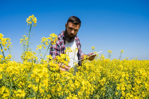 Agronomist is standing in his blooming rapeseed field and examining the progress of crops.