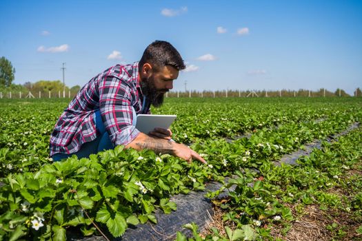 Farmer is examining the progress of crops in his strawberry field.