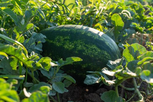 Watermelon grows on a green watermelon plantation in summer. Agricultural watermelon field