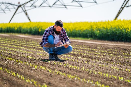 Farmer is examining the progress of crops in his corn field.