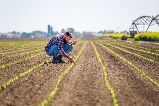 Farmer is examining the progress of crops in his corn field.