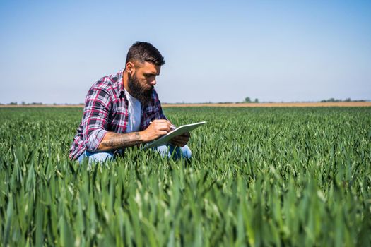 Farmer is examining the progress of crops in his barley field.