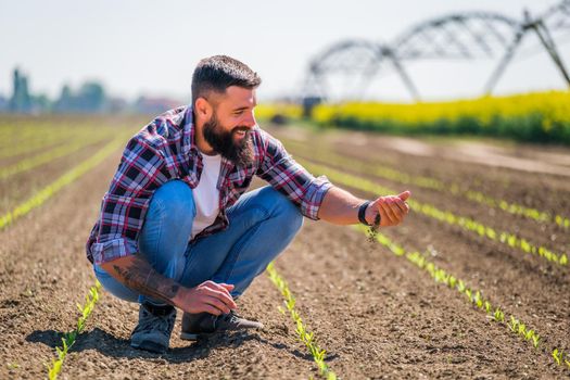 Happy farmer is examining the progress of crops in his corn field. He is satisfied with quality of his land.