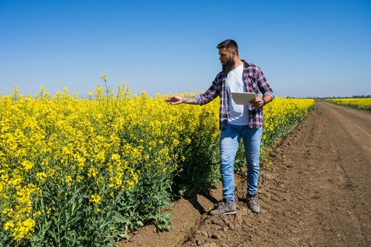 Farmer is standing by his blooming rapeseed field and examining the progress of crops.