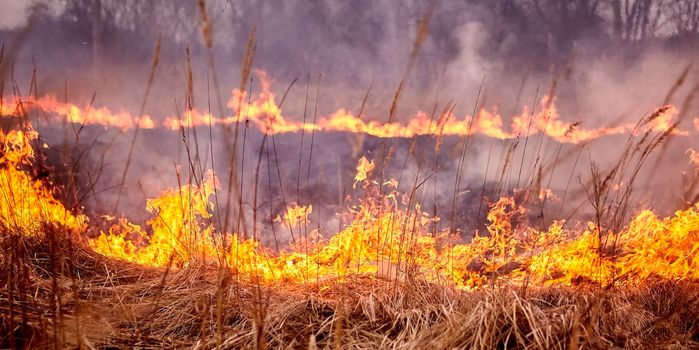 Burning old dry grass in garden. Flaming dry grass on a field. Forest fire. Stubble field is burned by farmer. Fire in the Field.